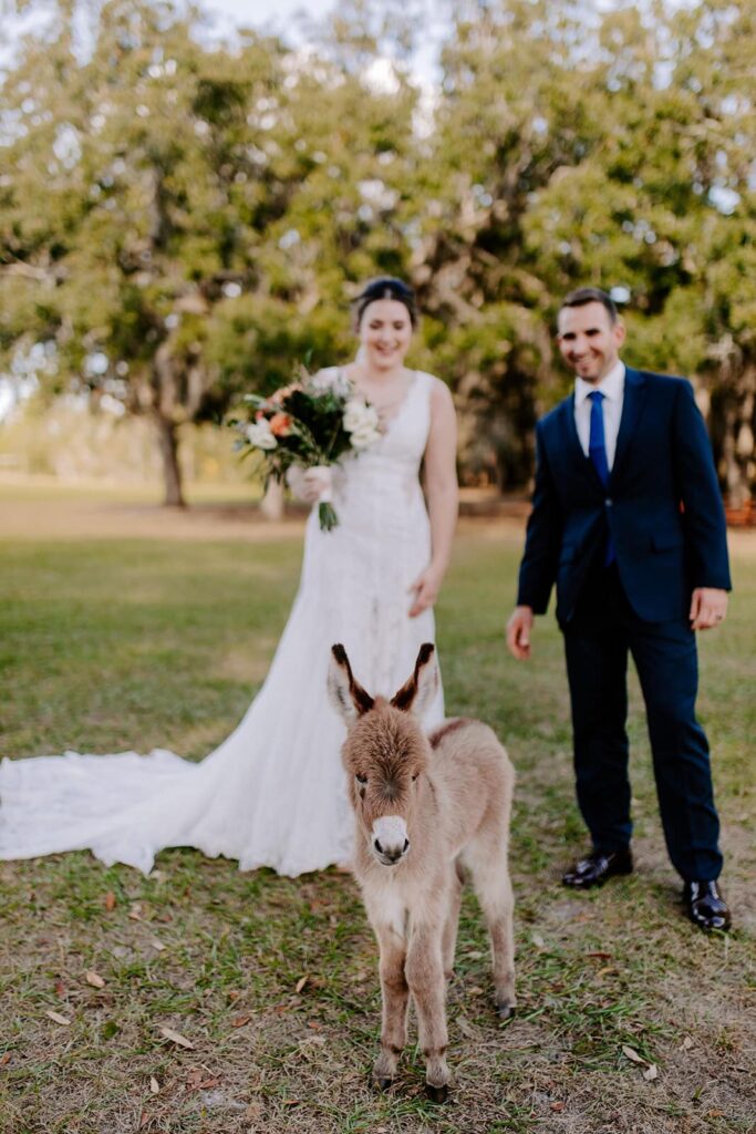 bride and groom at farm wedding with baby donkey